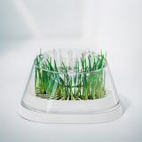 MOBOLI Cat Bowl, Cat love Wheatgrass