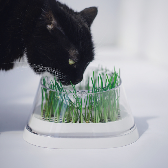 MOBOLI Cat Bowl, Cat love Wheatgrass