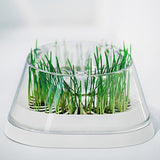 MOBOLI Cat Bowl, Cat love Wheatgrass